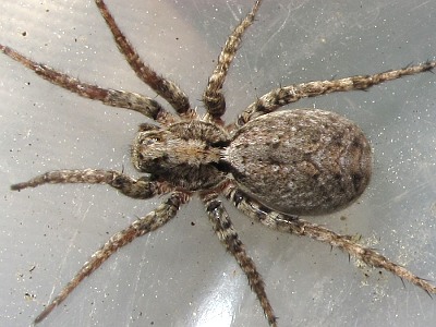 alopécie androgénétique femme