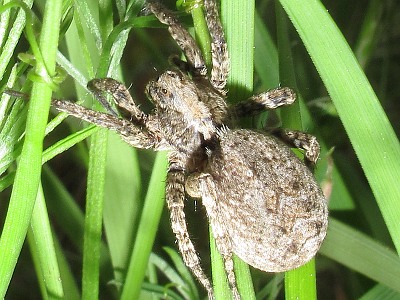 alopécie androgénétique femme