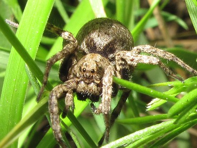 alopécie androgénétique femme