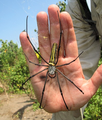 Des millions de grosses araignées asiatiques envahissent le Sud